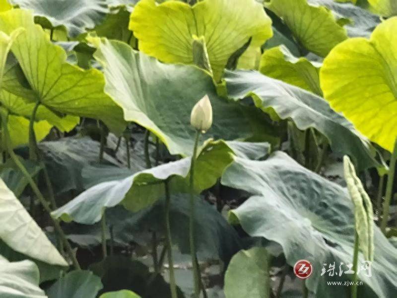 馬龍區(qū)張安屯街道創(chuàng)新驅(qū)動(dòng)打造生態(tài)農(nóng)業(yè)實(shí)踐樣板:生態(tài)農(nóng)業(yè)
