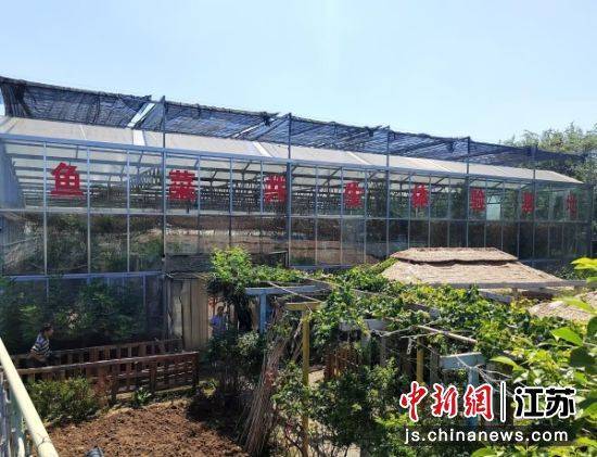 徐州銅山區(qū)何橋鎮(zhèn)：生態(tài)農(nóng)業(yè)魚菜共生助力鄉(xiāng)村振興:生態(tài)農(nóng)業(yè)
