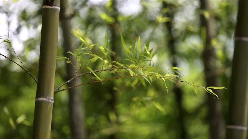 新華視點(diǎn)｜美麗生態(tài)新景觀里的東方智慧:生態(tài)景觀
